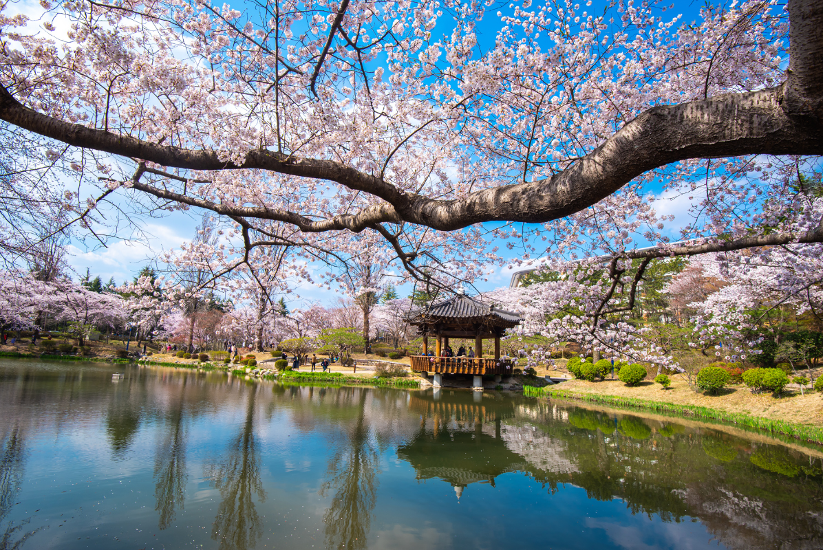 KHÁM PHÁ XỨ SỞ KIM CHI MÙA HOA HÈ - THU 2026: HÀ NỘI-SEOUL-NAMI-NAMSAN TOWER-DU THUYỀN SÔNG HÀN/LÀNG CÔNG VIÊN GIẢI TRÍ THỤY SỸ ELDWEISS-EVERLAND-THƯ VIỆN STARFIELD