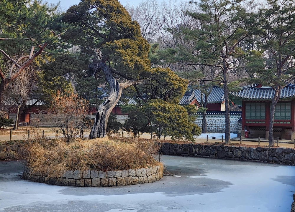 KHÁM PHÁ XỨ SỞ KIM CHI MÙA HOA ANH ĐÀO – HÈ 2026 NOSHOPING: HÀ NỘI - SEOUL - NAMI - NAMSAN TOUR - DU THUYỀN SÔNG HÀN/ LÀNG CÔNG VIÊN GIẢI TRÍ THUỴ SỸ EDLWEISS - EVERLAND - THƯ VIỆN STARFIELD #4