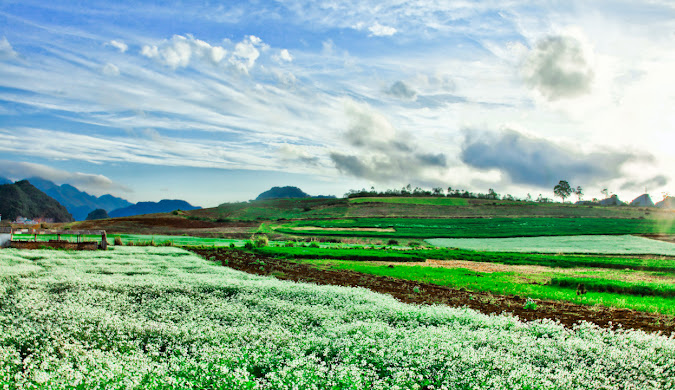 Tour Mộc Châu 2 ngày 1 đêm khởi hành từ Hà Nội + Ở Homestay #5