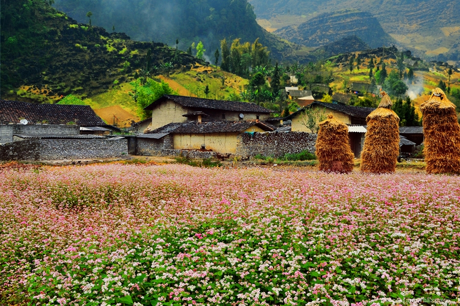 Tour Hà Giang mùa hoa tam giác mạch 3N2Đ #1